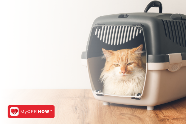 Choking Hazards for Pets: How to Respond - Choking Risks Felt Products Pets