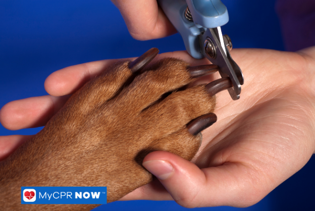 A person trimming a dog's nails with a nail clipper.