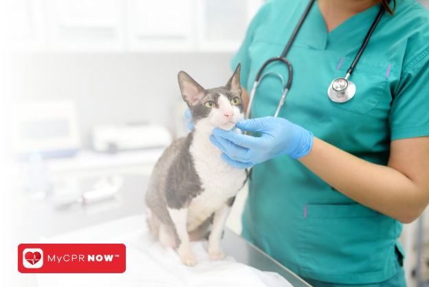 First Aid for Cat Fights: Quick Response for Your Feline's Wounds