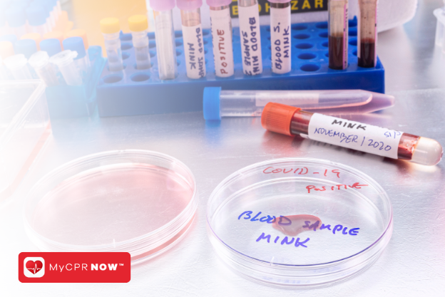 A close up of different samples of blood in tubes and trays. 