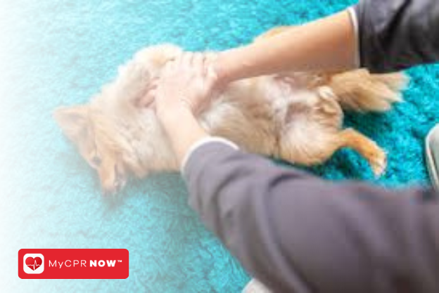 Pet CPR: What Every Pet Owner Should Know