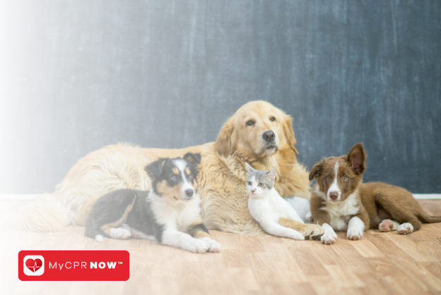 Pet CPR and First Aid: Essential Skills for Pet Parents