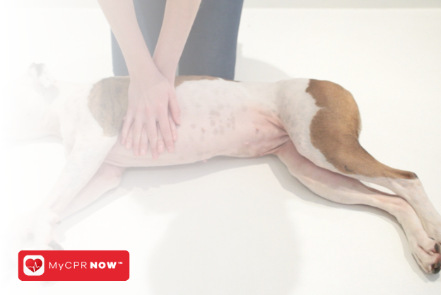 Pet CPR: An Essential Skill for Pet Owners