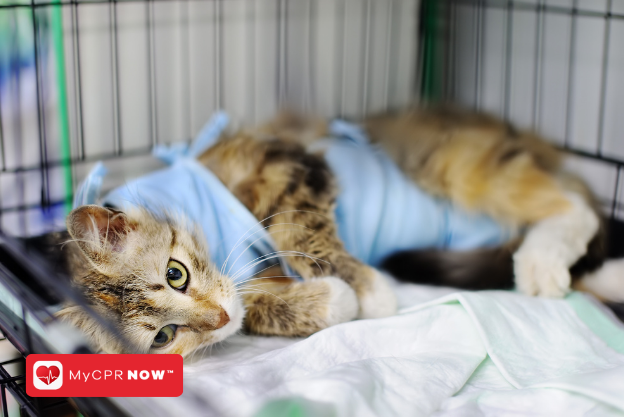 First Aid for Cats: Preventing and Managing Chronic Conditions