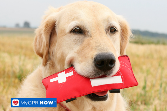 Dog outside holding first aid kit.