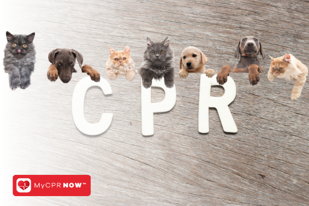 Pet CPR: A Lifesaving Skill for Pet Lovers