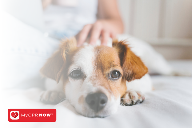  Pet First Aid: A Course for Pet Lovers