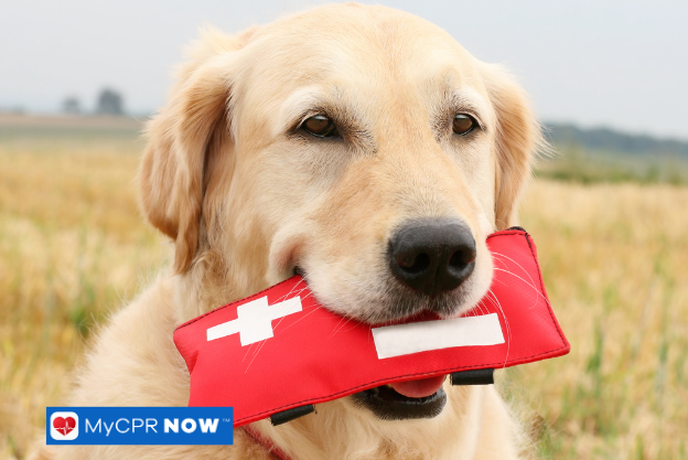 A golden retriever carrying a red first aid kit outdoors.