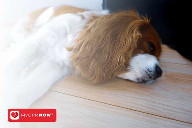 Pet CPR: How to Act in Emergencies