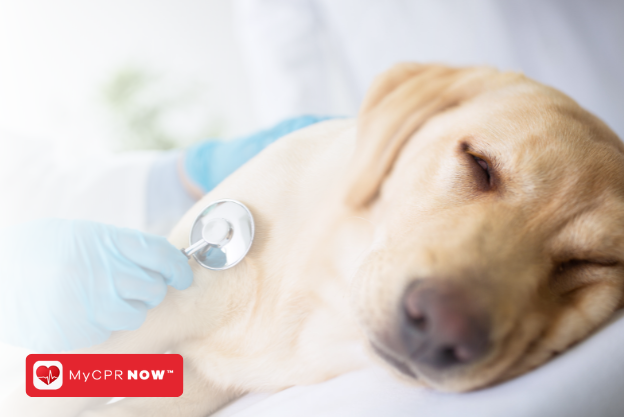 Pet CPR: How to Save Your Pet in an Emergency