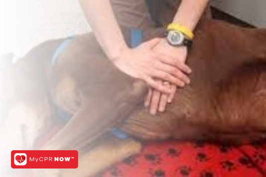 Pet CPR: A Must-Have Skill for Pet Parents