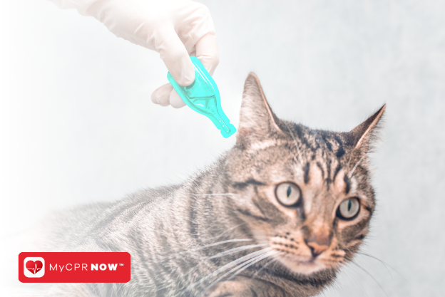 First Aid for Cats: A Quick Guide to Handling Common Eye Problems