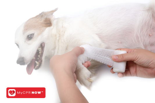 A Comprehensive Guide to Pet First Aid