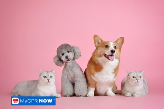 How to Encourage Play in Less Active Pets