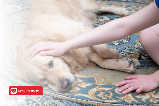 CPR for Pets: A Lifesaving Skill Every Pet Owner Should Know