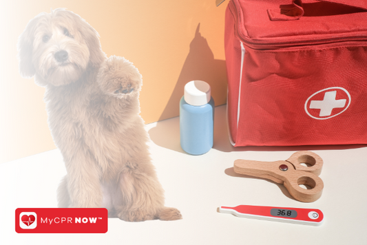 Pet First Aid: More Than Just a Basic Skill