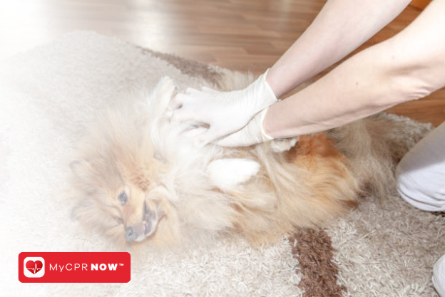 Pet CPR: A Lifesaving Course for Pet Owners