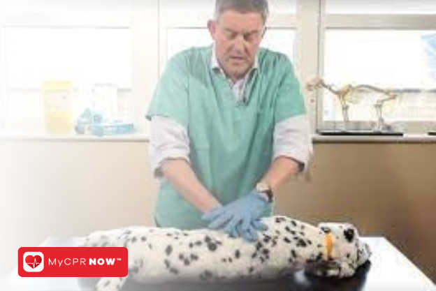 Pet CPR: How to Act Fast in Emergencies