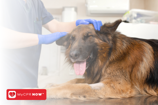 Tips and Tricks for Pet CPR and First Aid