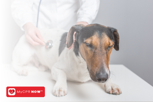 Learning Pet CPR: A Guide for Every Pet Owner