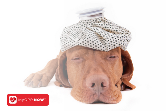 Your Guide to Pet CPR and First Aid Training