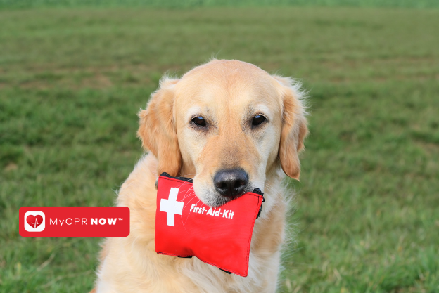 The Benefits of Knowing Pet First Aid and CPR