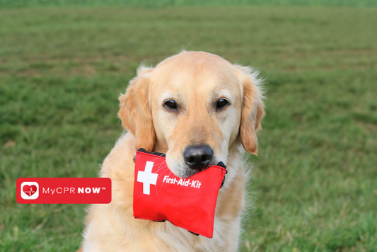 The Benefits of Knowing Pet First Aid and CPR