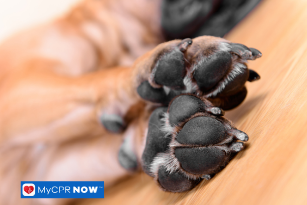 Close-up of a dog's paws resting on a wooden floor.