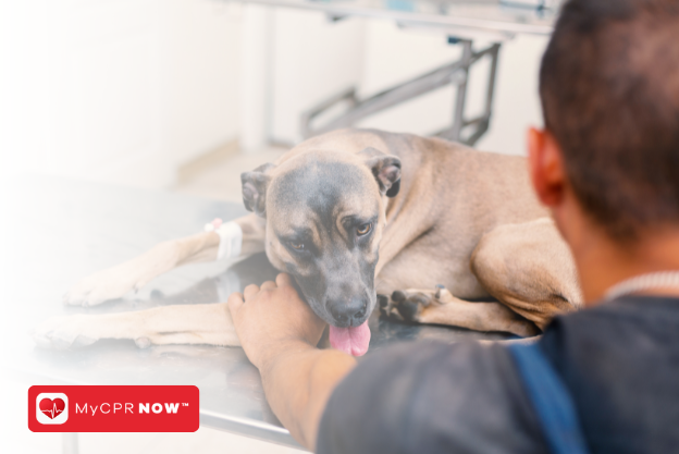 Pet CPR: A Critical Skill for Every Pet Owner