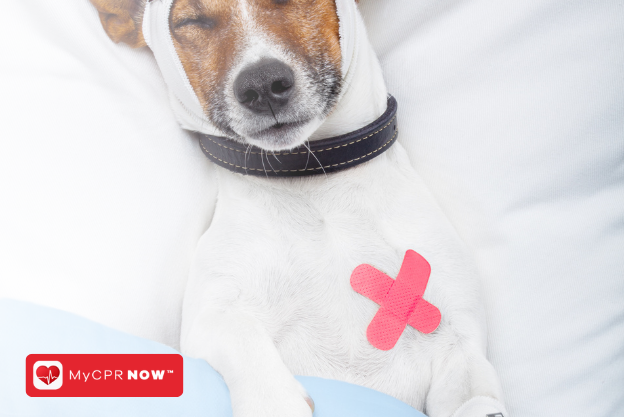 Pet CPR and First Aid: A Must-Know for Pet Parents