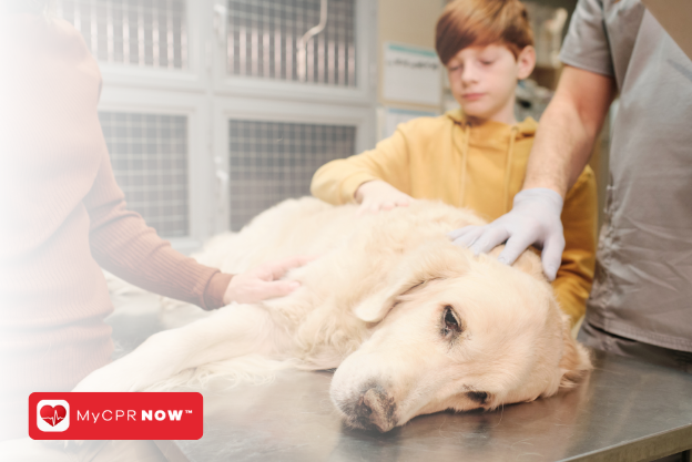 Why Every Pet Owner Needs to Know Pet CPR