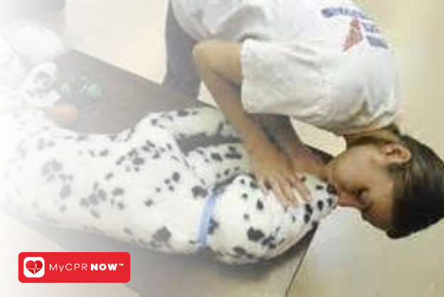 Pet CPR: Preparing You for Pet Emergencies