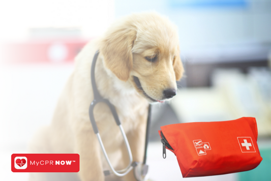 Pet First Aid: Why Every Pet Owner Should Know It