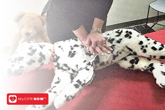 Why Pet CPR and First Aid Are Crucial for Pet Owners