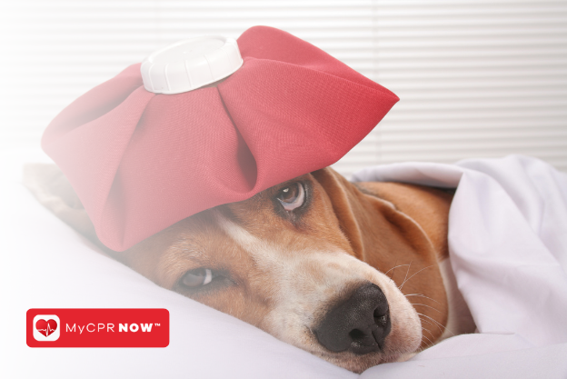 Pet First Aid: A Must-Have Skill for Pet Owners