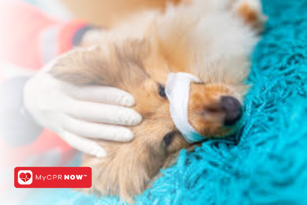 The Lifesaving Importance of Pet First Aid