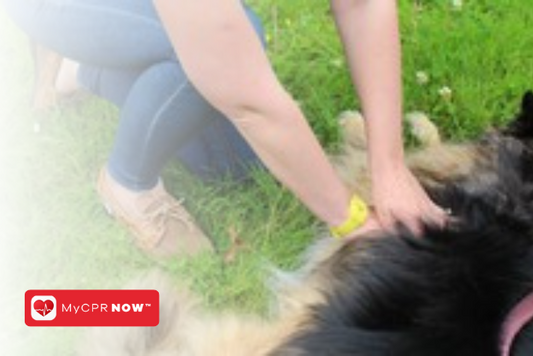 Someone knelt down by a down performing CPR chest compressions while outside in the grass. 