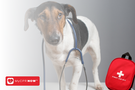 Pet First Aid: A Skill Every Pet Owner Needs 