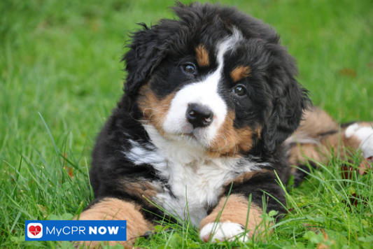 Fluffy tricolor puppy lying on green grass.