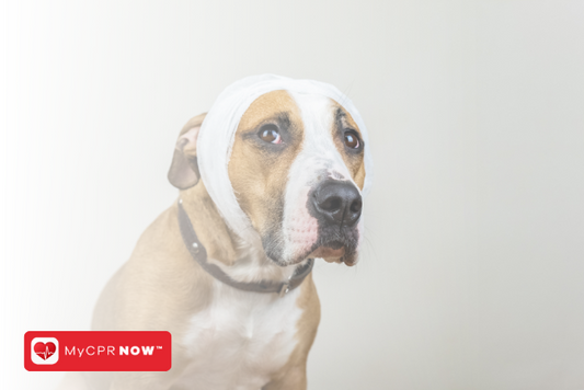 Pet CPR: The Skills That Can Save Your Pet's Life