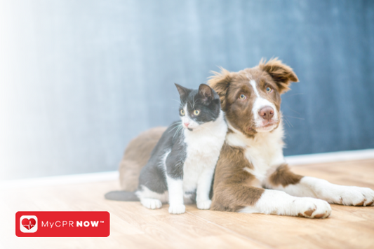 Pet CPR: How It Can Save Your Pet's Life