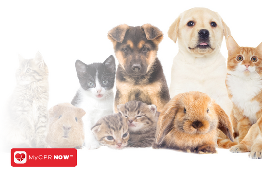 Pet CPR: A Guide to Saving Your Pet’s Life