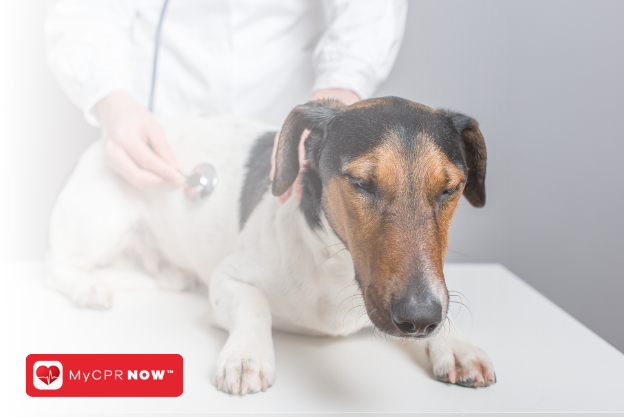 Bite Wounds in Pets: Immediate First Aid for Swift Recovery