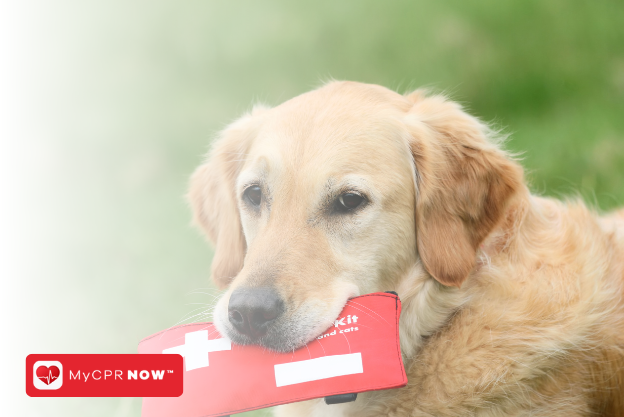  Pet First Aid Certification Near You - Online!