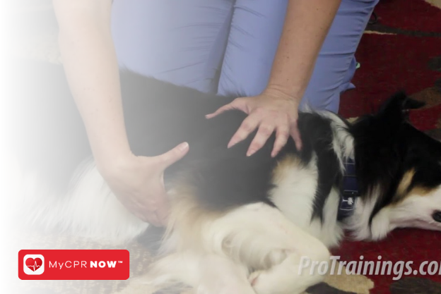 Pet CPR: A Skill That Can Save Your Pet’s Life