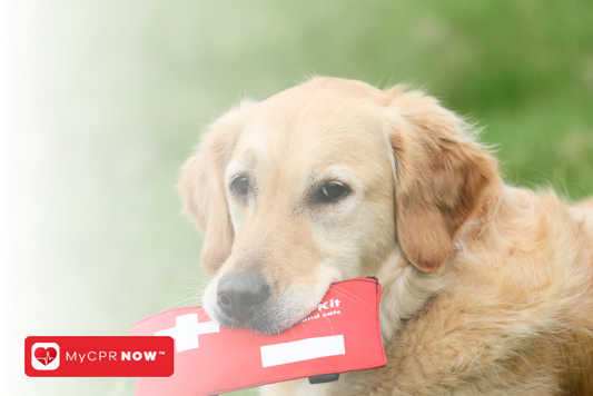 Top 5 Common Pet Emergencies and How to Handle Them