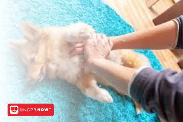 Pet CPR: Essential Knowledge for Every Pet Parent