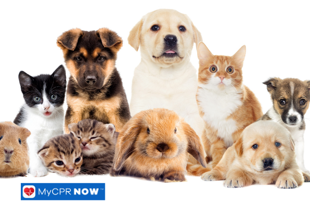 Group of pets including dogs, cats, and a rabbit