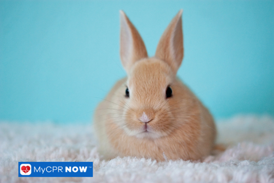 Tan bunny sitting on soft white surface.