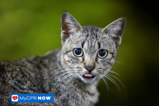 Gray tabby cat with tongue slightly out.
